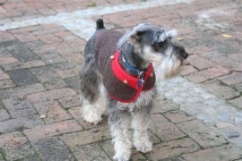 Harry  (hijo de Maximiliano y Carlota)